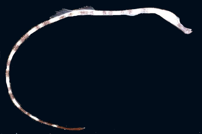 Syngnathus phlegon_06